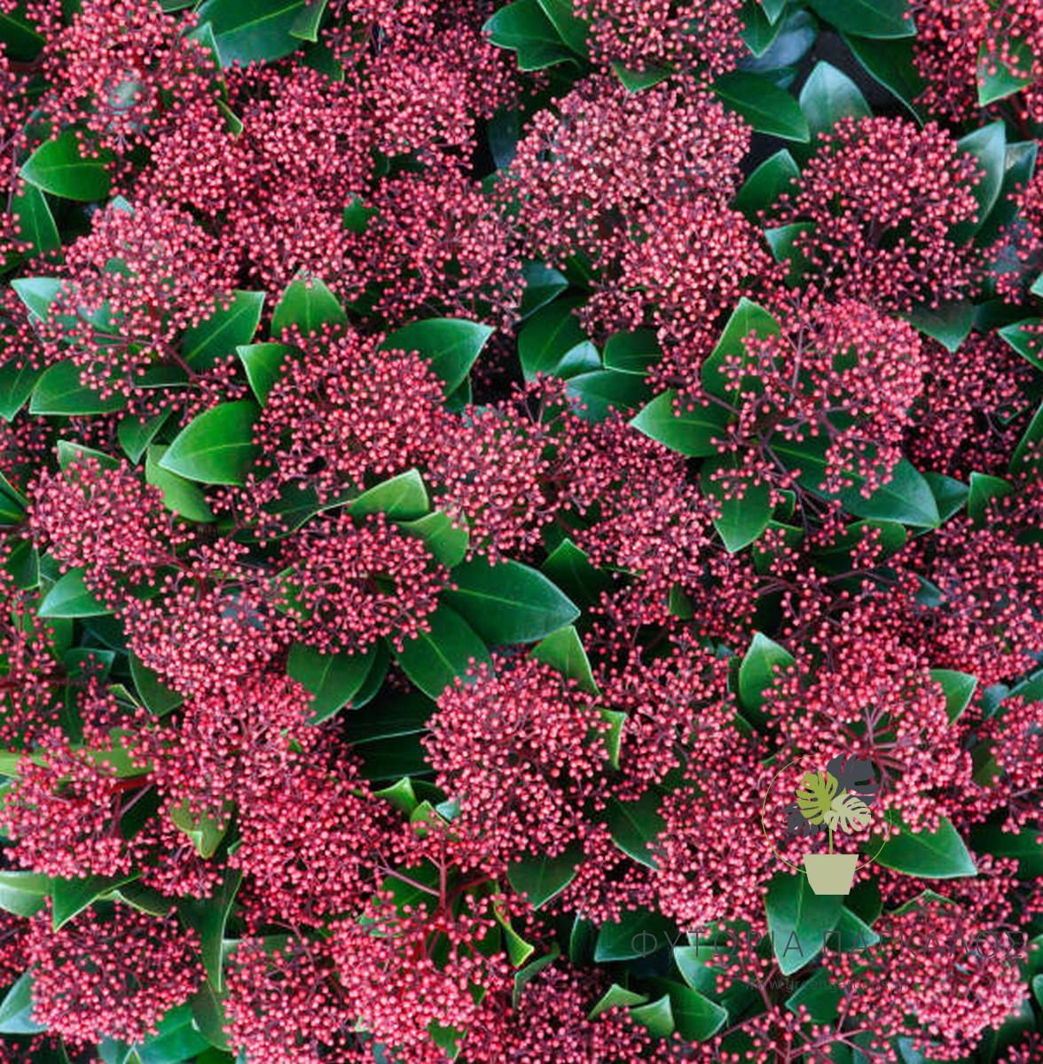 ΣΚΙΜΜΙΑ – Skimmia japonica - 1